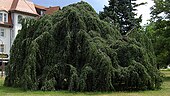 Beech (Fagus silvatica "Purpurea Pendula")