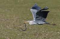 Bernat pescaire amb una serp a la boca.