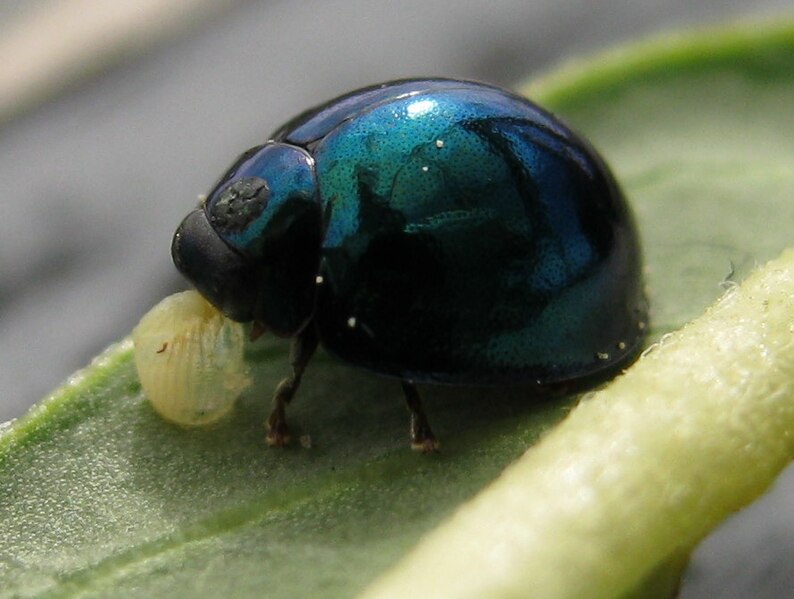 File:H-chalybeus eating monarch egg.jpg