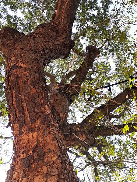 File:HK TST 尖沙咀 Tsim Sha Tsui Tree Walk Garden Kowloon Park 九龍公園 Kln trees January 2020 SS2 66.jpg