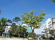 universitato Hanjang
