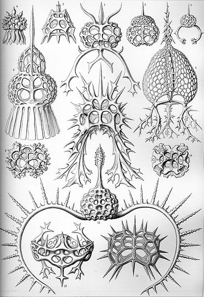 File:Haeckel Spyroidea.jpg