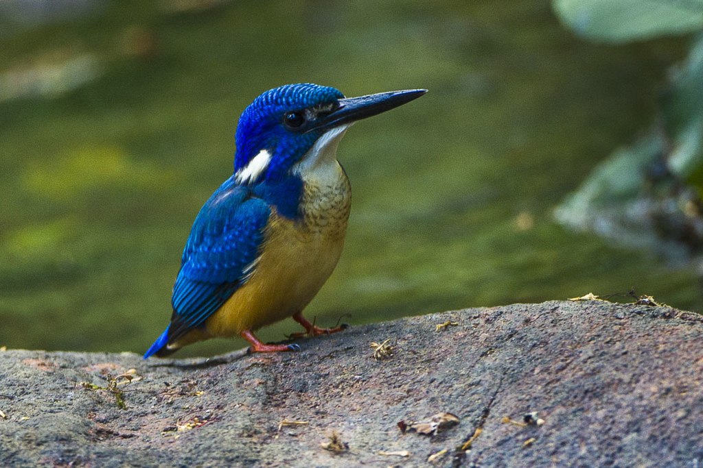 Half-collared Kingfisher - Malawi S4E4593