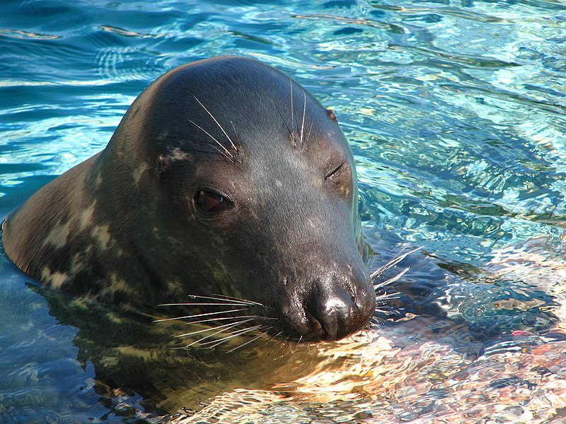 File:Halichoerus grypus in Kolmården.jpeg