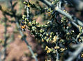 Salsola stocksii, insect pollination, Pakistan