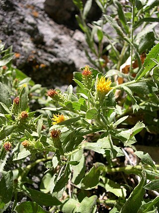 <i>Triniteurybia</i> Genus of flowering plants