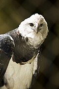 Harpy Eagle