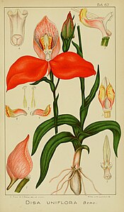 plate 63 Disa uniflora