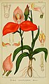 Disa uniflora plate 63 in: Harry Bolus: Orchids of South Africa volume II (1911)