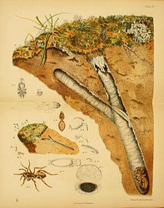 Description de l'image Harvesting ants & trap-door spiders pl 09.jpg.