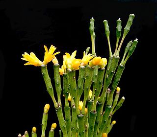 <i>Hatiora salicornioides</i> Species of cactus