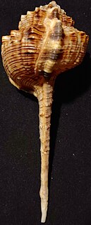 <i>Haustellum haustellum</i> Species of gastropod