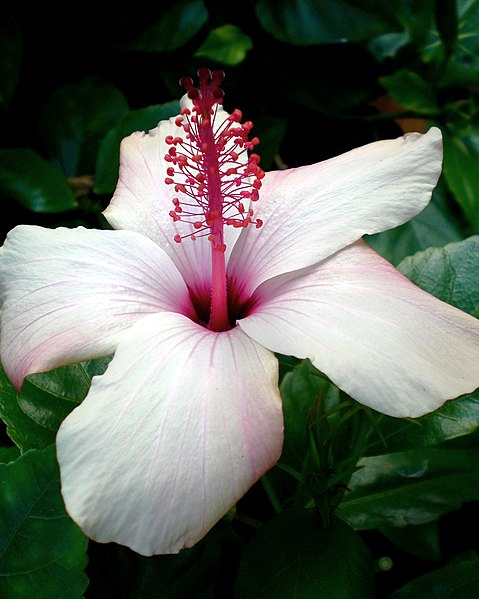 File:Hawaiian Flower.JPG
