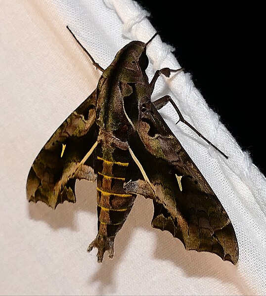 File:Hawkmoth (Hemeroplanes triptolemus) (39533845734).jpg