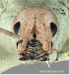 Frontal view of the head of Compsus auricephalus indicating the mandibular scar.