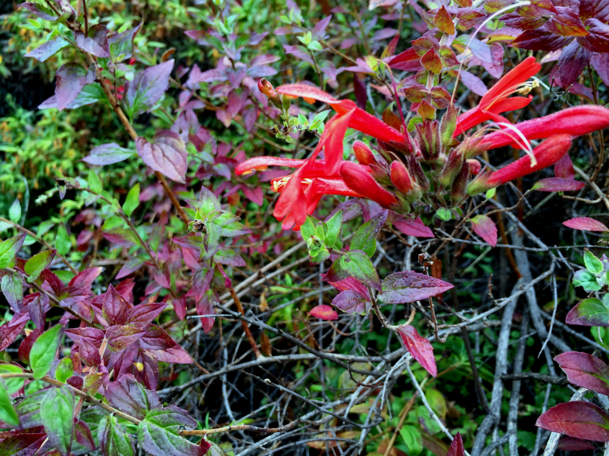 File Heart Leaved Penstemon Keckiella Cordifolia Wildflowers Santa Monica Mountains Fw Png Wikimedia Commons