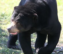 L'ours du soleil, également connu comme l'ours malais.