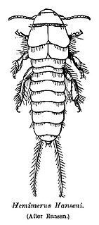 Hemimeridae Family of earwig insects