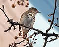 * Nomination Hermit thrush in Chelsea, NYC --Rhododendrites 20:31, 8 December 2020 (UTC) * Promotion Very good quality. -- Ikan Kekek 23:32, 8 December 2020 (UTC)