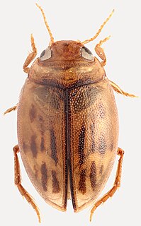 <i>Herophydrus</i> Genus of beetles