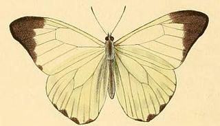 <i>Hesperocharis nera</i> species of insect