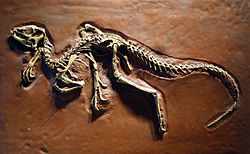 Heterodontosaurus tucki cast - University of California Museum of Paleontology - Berkeley, CA - DSC04696.JPG