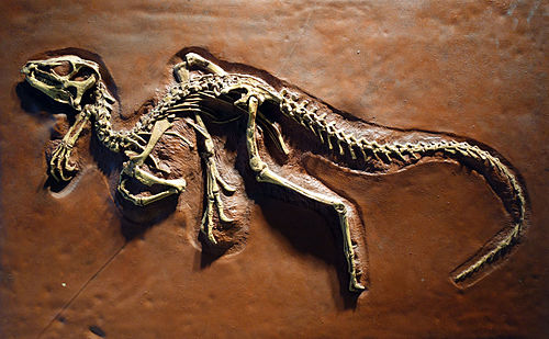 Heterodontosaurus