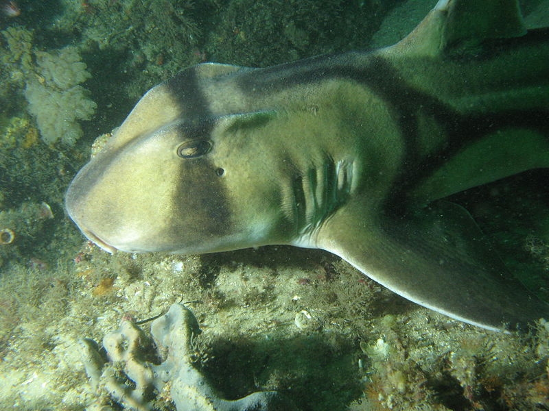 File:Heterodontus portusjacksoni bare island.jpg