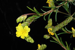 <i>Hibbertia spicata</i> Species of flowering plant