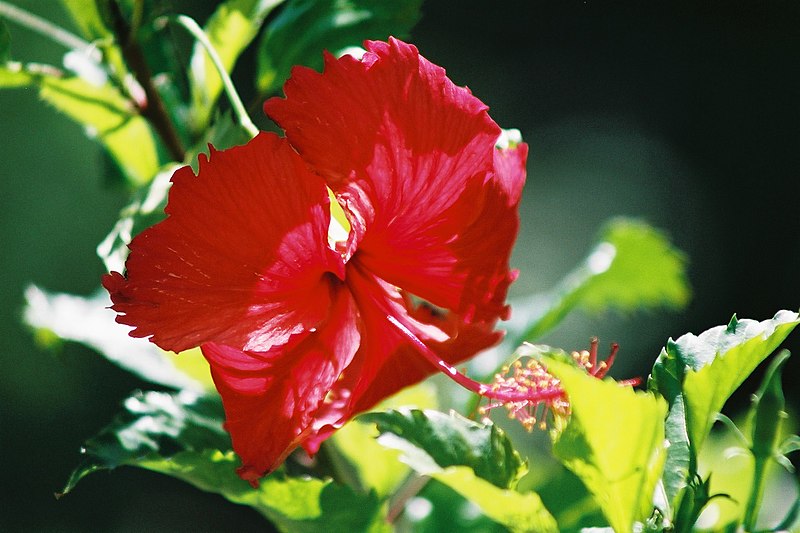 File:Hibiscus (1).jpg