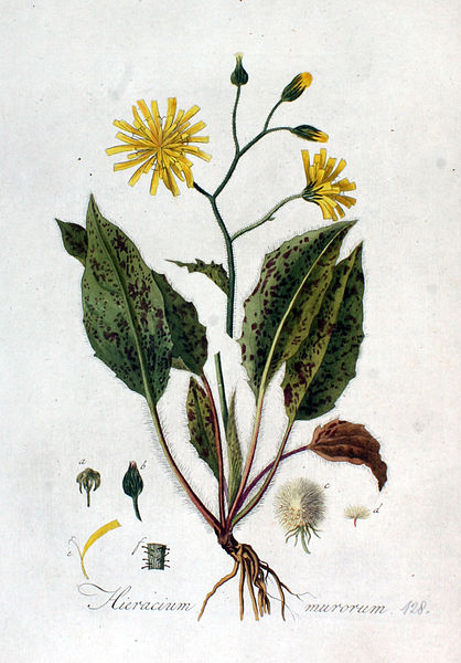 File:Hieracium murorum — Flora Batava — Volume v2.jpg
