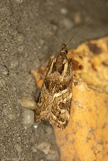 <i>Hierodoris s-fractum</i> Species of moth endemic to New Zealand