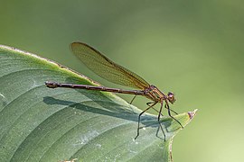 Hetaerina cruentata (Highland rubyspot) female