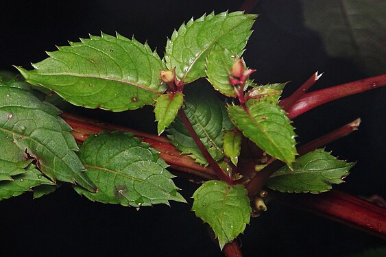 Himalayan Balsam (Impatiens glandulifera)