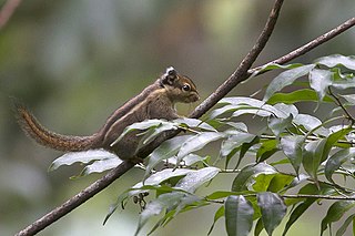 <span class="mw-page-title-main">Himalayan striped squirrel</span> Species of rodent