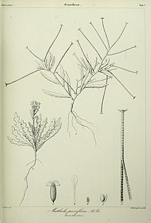 Histoire naturelle des Iles burung Kenari (Tab. 7) (7408890984).jpg