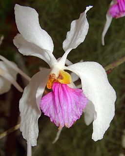 <i>Holcoglossum</i> Genus of orchids