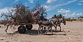 * Nomination: Español: Hombre llevando basura en la isla de San Carlos --Wilfredor 15:33, 20 October 2012 (UTC) * Review  Comment chromatic aberration (see branches on the left, or the donkey’s legs on the right). --Kreuzschnabel 18:59, 20 October 2012 (UTC)  Done Thanks --Wilfredor 21:43, 20 October 2012 (UTC)