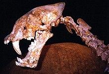 Pohled zleva na lebku homotheria s otevřenými čelistmi z jeskyně Friesenhahn.