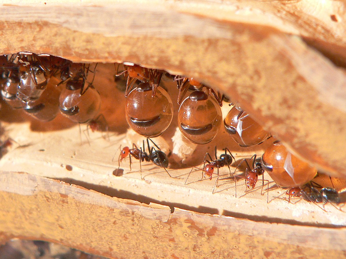 Honeypot Ant Wikipedia