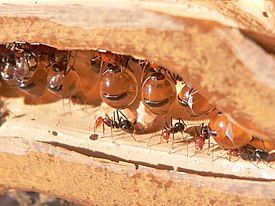 «Медовые бочки» Myrmecocystus