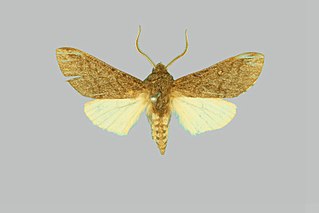 <i>Hopliocnema</i> Genus of moths