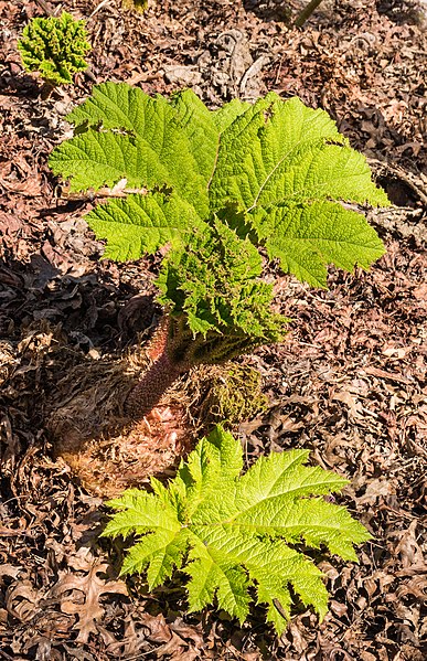 File:Hortus Botanicus Amsterdam. (actm.) 04.jpg