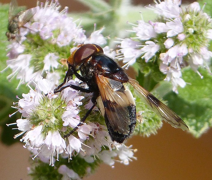 File:Hover Fly. Volucela pellucens - Flickr - gailhampshire.jpg