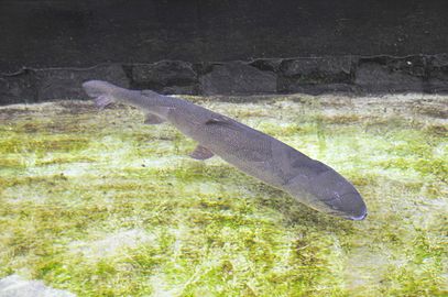 Huchon japonais au musée du Saumon de la rivière Toyohira à Sapporo en septembre 2009.