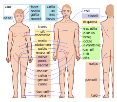Human body features-ca.svg