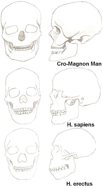 File:Humanevolution-erectus-sapiens-cro.JPG