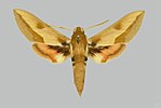 Miniatura per Hyles centralasiae