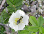 Une abeille pollinisant un rosier.