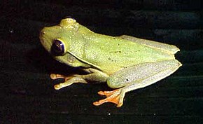 Popis obrázku Hypsiboas albomarginatus01.jpg.